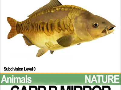 Carp B Mirror 3D model