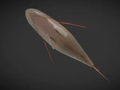 Carp 01 Low-poly 3D model