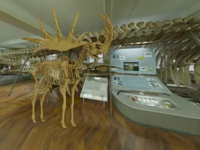 Realistic Mammals Fossil - Megaloceros Low-poly 3D model