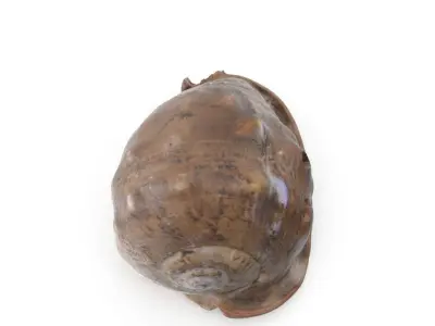 Shell 03 - Low and High Poly Versions Low-poly 3D model