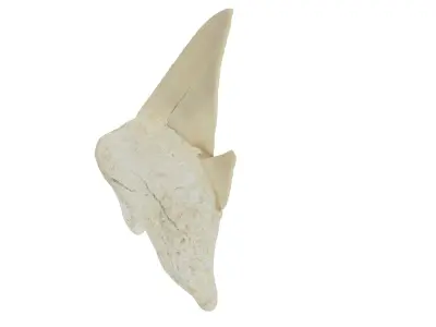 Realistic - Shark Tooth Low-poly 3D model