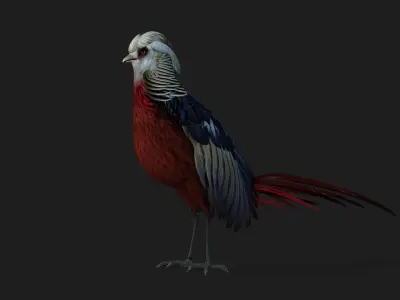 Pheasant A2 3D model