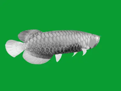 Arowana Dragon Fish Low-poly 3D model