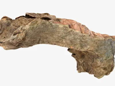Tree Trunk Piece 12 3D model