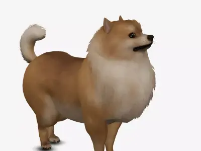 Dog Pomeranian Low-poly 3D model
