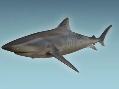 Tiger Shark 3D model