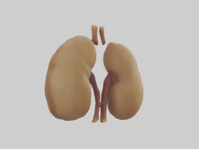 Camel Kidneys Low-poly 3D model