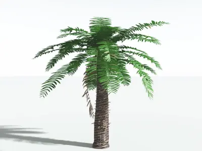 EVERYPlant Pseudoctnis Cycad 1 --12 Models-- 3D model
