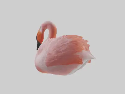 Sleeping Flamingo Model Low-poly 3D model