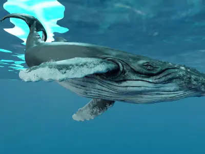 Humbpack Whale Animated Low-poly 3D model