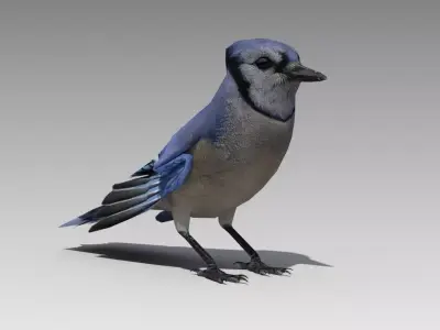 Blue Jay Animated Low-poly 3D model
