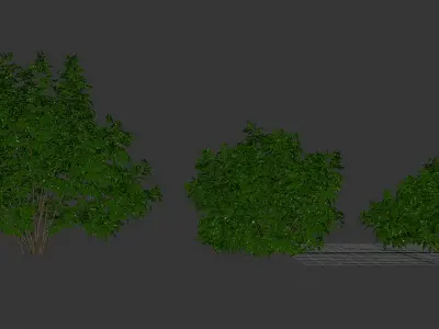 Sambucus nigra 03 3D model