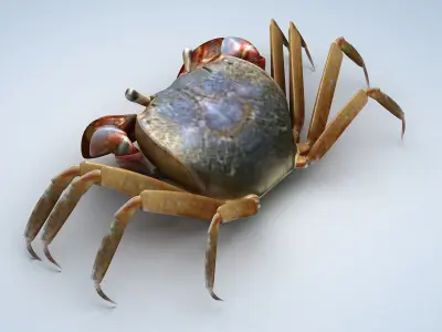 Ilyoplax pingi crab Low-poly 3D model