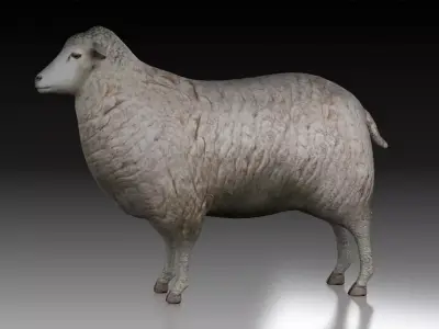 sheep ram ewe lamp wool fur farm livestock domesticated merino  3D model