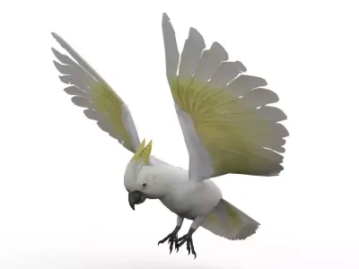 Cockatoo Animated Low-poly 3D model