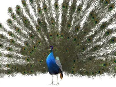 aniamted peacock peafowl 3D model
