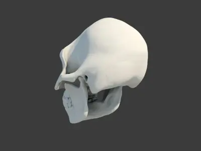 Skull Australopithecus Lucy 3D model