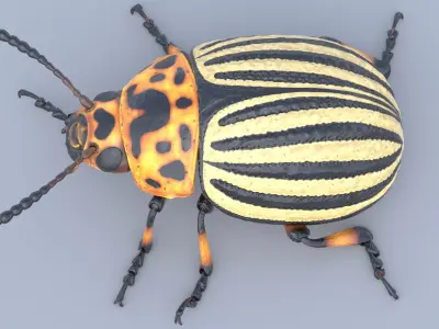 Colorado Potato Beetle Light 3D model