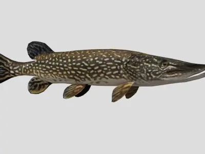 Pike Realistic Animated Low-poly 3D model