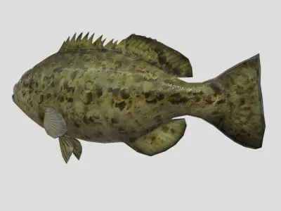 Goliath Grouper Realistic Animated Low-poly 3D model