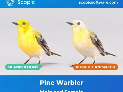 3D Bird Pack Pine Warbler Male and Female Low-poly 3D model Low-poly 3D model