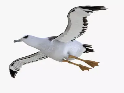 Albatross bird 3d model Low-poly 3D model