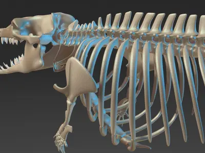 Basilosaurus skeleton 3D model