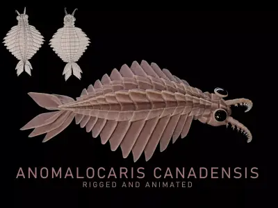 Anomalocaris Canadensis Low-poly 3D model