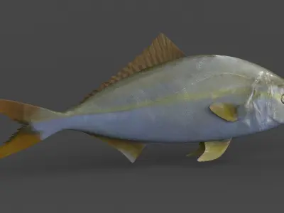 Amberjack Fish 3D model