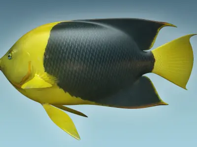 Angle Fish 18 3D model