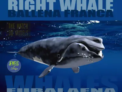 Right Whale 3D model