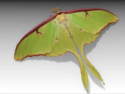 Luna Moth Low-poly 3D model