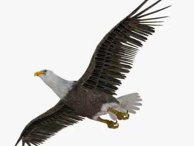 Bald Eagle 3d model Low-poly 3D model