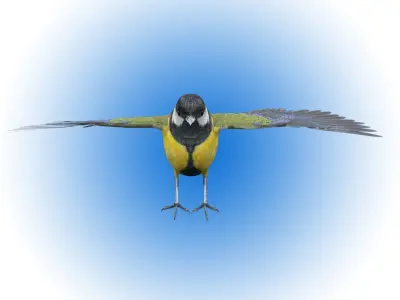 Great tit bird 3D model