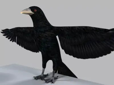 Kokila crow 3D model