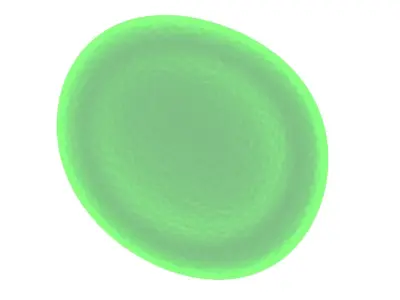 Leech Blood Cell 3D model