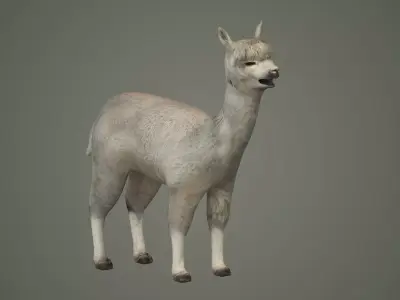 alpaca llama lama wildlife wool fur animals mammal 3D model