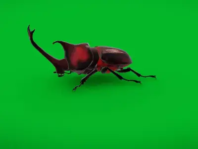 Dynastinae Rhinoceros Beetle Low-poly 3D model