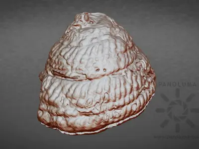 Seashell 3D Scan Free low-poly 3D model