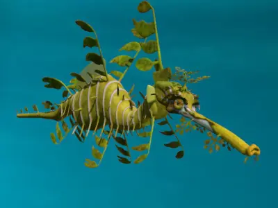 Leafy sea dragon 3D model