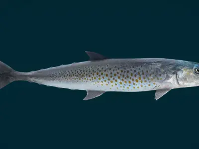 Spanish Mackerels Fish Animated 3D model