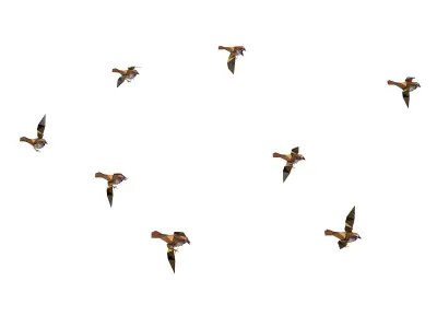 Animated Flock Sparrow Sirds lowpoly art style Low-poly 3D model