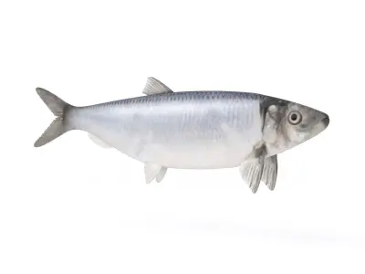 Fish Herring 3D model