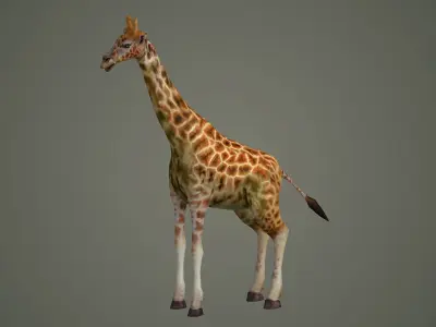 giraffe illustration wildlife anatomy mammal nature  zoo animals 3D model