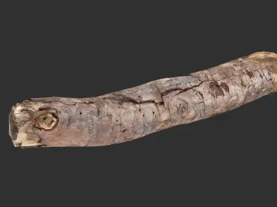 A section of tree 3d scan in highpoly 3D model