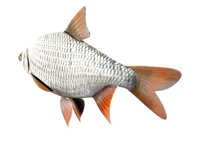 Common Roach Fish Rutilus Rutilus 3D model