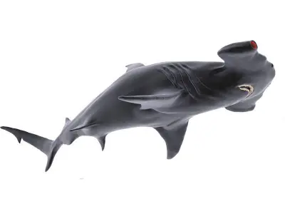 Hammer Shark 3D model