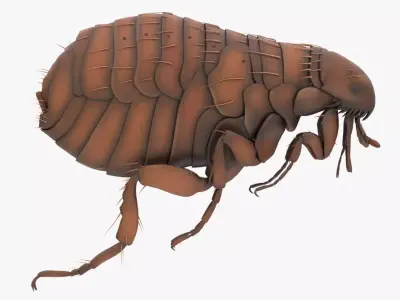 Realistic Flea Low-poly 3D model