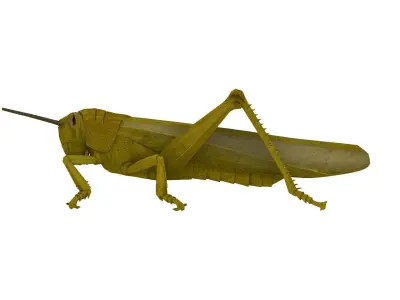 Grasshopper Low-poly 3D model
