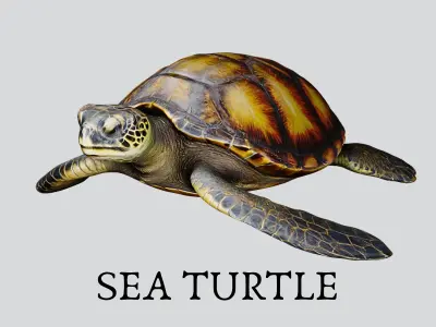 Realistic Sea Turtle Low Poly 3D Model PBR Textures Low-poly 3D model